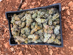 First harvest- Sauvignon Blanc