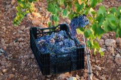 Harvest Garnacha for rosé