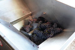 Processing Garnacha for rosé in Es Verge