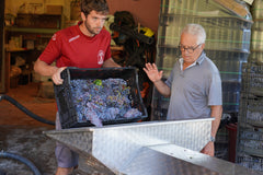 Processing our 2019 Merlot