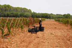 Harvest of Garnacha 2019