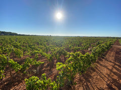 Harvest Chardonnay