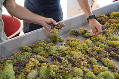 Processing the Chardonnay