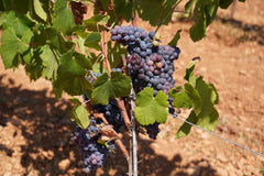 Harvest Syrah