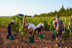 Harvest Garnacha