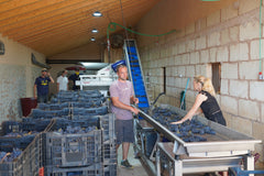 Processing Syrah