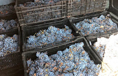 Harvest Merlot 2019