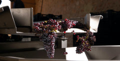 Processing of Grapes